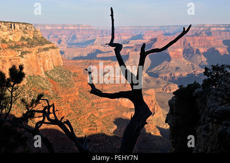 AZ 00277-00 ... ARIZONA - am frühen Morgen an der South Kaibab Trailhead. Stockfoto