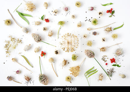 Seedheads und Samen auf einem weißen Hintergrund. Stockfoto