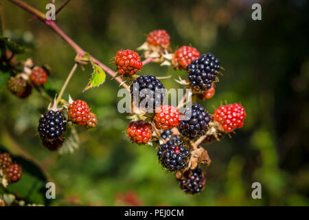 Reif und reife Brombeeren wachsen in eine Hecke. Suffolk, Großbritannien. Stockfoto