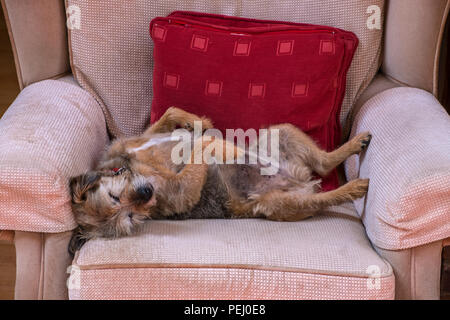 Nett und lustig Terrier Hund schläft auf dem Rücken in einem Sessel. Rosie ist eine 13 Jahre alte Grenze/Jack Russel Kreuz. Stockfoto