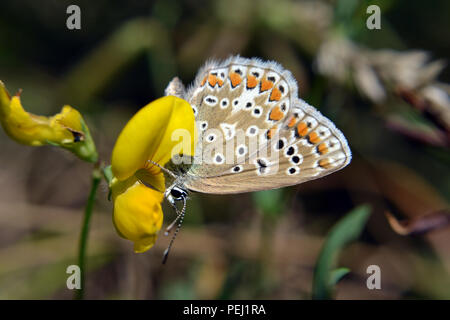 Eine gemeinsame Blau (Polyommatus icarus) Schmetterling ruht auf einem Birds-Foot Kleeblatt (Lotus corniculatus) Blüte Stockfoto