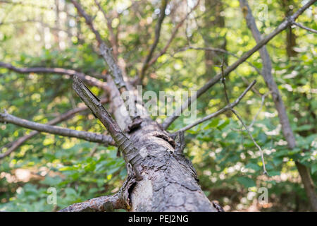 Blatt fallen weg im Wald mit der Gefallenen anmeldet. einen umgestürzten Baum im Wald Stockfoto