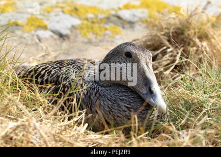 Weibliche eider Ente sitzend auf Nest, bebrüten die Eier auf Heften Insel, Farne Islands, Northumberland, England Stockfoto