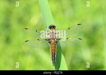 Vier spotted Chaser Libelle auf Blatt thront, Ansicht von oben Stockfoto