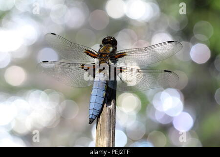 Männliche breite bodied Chaser, Dragonfly, über Wasser gehockt, fairy Licht wie Reflexionen Stockfoto