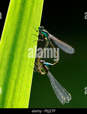 Paar blaue tailed damselflies Paaren auf ein Blatt mit Hintergrundbeleuchtung mit dunklen Hintergrund Stockfoto