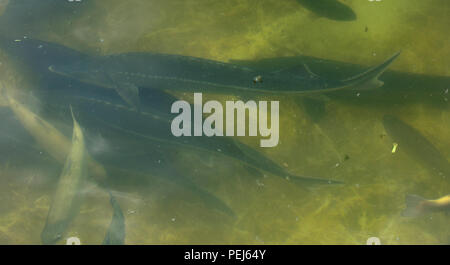 Eine große Gruppe von Fischen Kreisen in einem düsteren Teich, ein Blick von oben auf die Bachforelle und Stör auf eine Fischzucht. Stockfoto