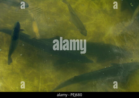 Eine große Gruppe von Fischen Kreisen in einem düsteren Teich, ein Blick von oben auf die Bachforelle und Stör auf eine Fischzucht. Stockfoto