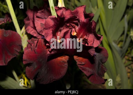 Tall Bearded Iris Fortunate Son Stockfoto