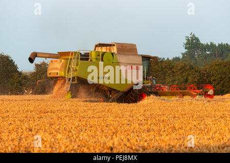 Weizen Ernte, Bawdsey, Suffolk, England. Stockfoto