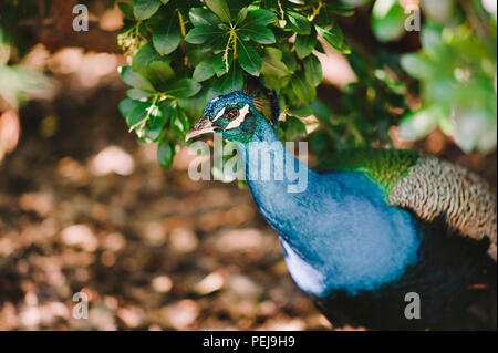 Pfau in den Büschen versteckt Stockfoto