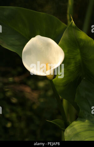 Eine einzelne Calla Lilly und Blätter Stockfoto