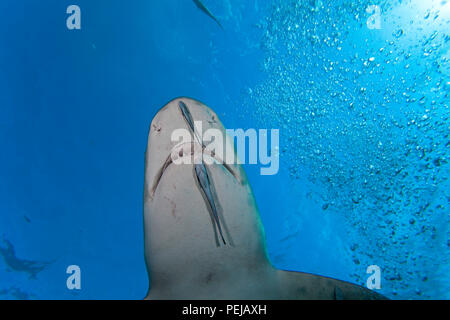 Zitrone Hai, Negaprion Brevirostris, Unterwasser mit Schiffshaltern, West End, Grand Bahamas, Atlantik. Stockfoto