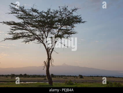 Die Landwirte ernten und verarbeiten Teebaumöl für Verkauf zur Ausfuhr als Gesundheit und Schönheit. Kenia Stockfoto