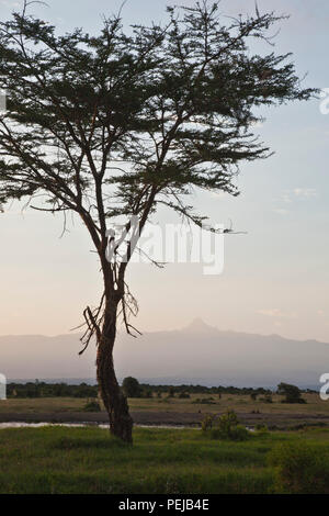 Die Landwirte ernten und verarbeiten Teebaumöl für Verkauf zur Ausfuhr als Gesundheit und Schönheit. Kenia Stockfoto