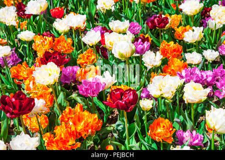 Blühende Tulpen im Keukenhof Park, Niederlande. Stockfoto