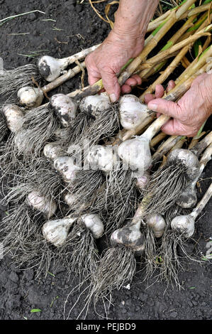 Die Hände der älteren Frau, die frisch geernteten reifen Knoblauch im Gemüsegarten, vertikale Zusammensetzung Stockfoto