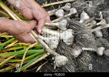 Die Hände der älteren Frau, die frisch geernteten reifen Knoblauch im Gemüsegarten Stockfoto