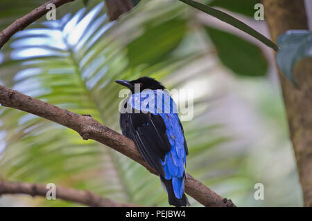 Asiatische Märchen bluebird Stockfoto