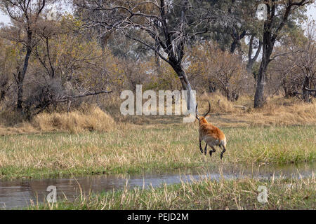 Red Letschwe sprang über Stream in Khwai Private Reserve, Okavango Delta, Botswana Stockfoto