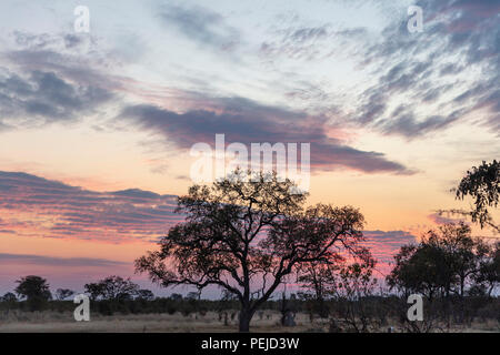 Sonnenuntergang im Busch, Okavango Delta, Botswana Stockfoto