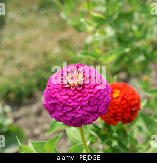 Große rosa zinnia Blume, in einer Blume, in einem ländlichen Garten im Sommer Stockfoto