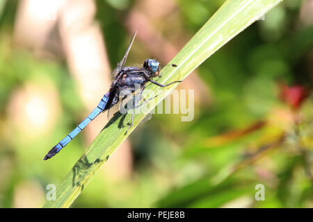 Eine Nahaufnahme auf eine blaue Libelle, die Landung auf einem Blatt ist, es hat große Facettenaugen, transparente Flügel, und lang gestreckte Körper Stockfoto