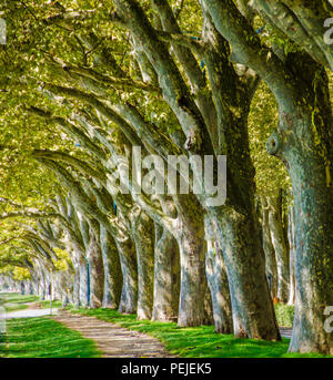 Allee der Bäume im Sommer - Wandern auf dem schönen Pfad Stockfoto