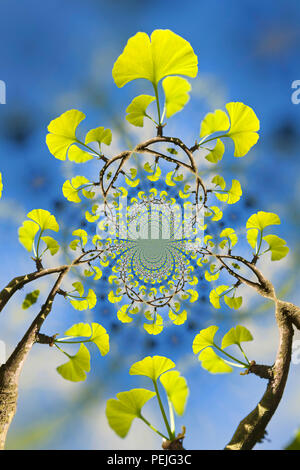 Kaleidoskopische Muster eines Gingko Baum, auf eigene Referenz Bild Stockfoto