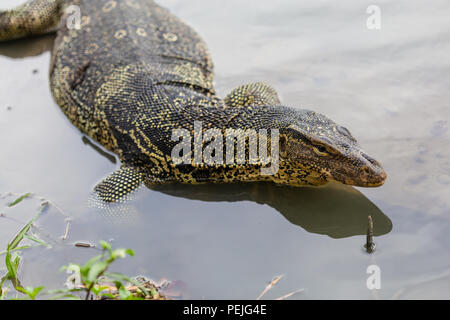 Varanus Salvator, die gemeinhin als Wasser Monitor oder gemeinsame Wasser Monitor im Wasser bekannt Stockfoto