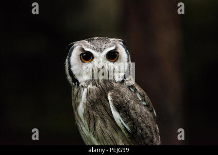 Eine südliche white-faced Owl (Ptilopsis granti) an der Schottischen Eule Center Stockfoto