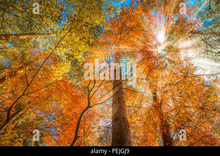 Multi Color Bäume in den Wald Stockfoto