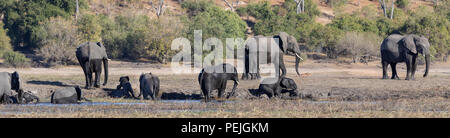 Kleine Herde der Afrikanischen Elefanten einschließlich erwachsenen Frauen und Babys genießen die Wasser, Chobe National Park, Botswana Stockfoto