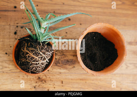 Umtopfen Anlage. Aloe vera mit Wurzeln in Erde umtopfen zu größeren Tontopf drinnen. Pflege der Pflanzen Sukkulenten auf hölzernen Hintergrund. Gartenarbeit Konzept Stockfoto