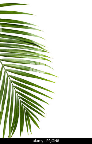 Grünes Blatt der Palme auf weißem Hintergrund Stockfoto