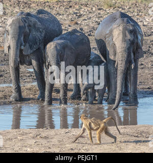 Pavian Schlendert vorbei an einer Herde von Afrikanischen Elefanten in ein Wasserloch, Chobe National Park, Botswana Stockfoto