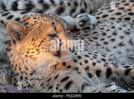 Cheetah Ausruhen im Schatten mit dem Kopf durch isolierte Strahlen der späten Nachmittag Sonne beleuchtet, Okavango Delta, Botswana Stockfoto