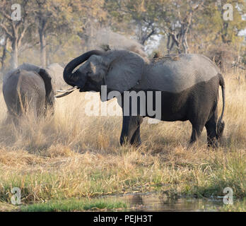 Afrikanischer Elefant wirft Schmutz über seinen Rücken, Okavango Delta, Botswana Stockfoto