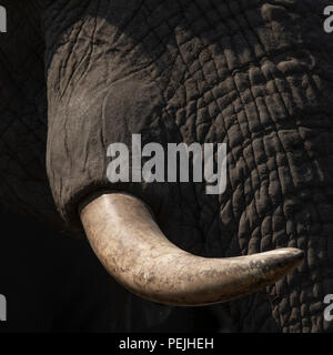Nahaufnahme des Gesichts des Afrikanischen Elefanten, Khwai Private Reserve elephant blind, Okavango Delta, Botswana Stockfoto