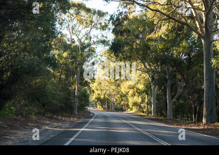 Straße durch eine Gum Tree Forest führt. Perth, Western Australien, Ozeanien Stockfoto