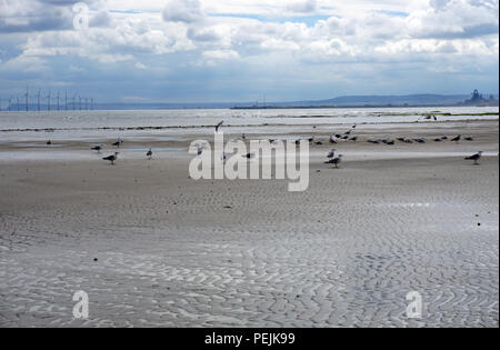 Seaton Carew Hartlepool Ebbe Seevögel Fütterung am Wasser Stockfoto