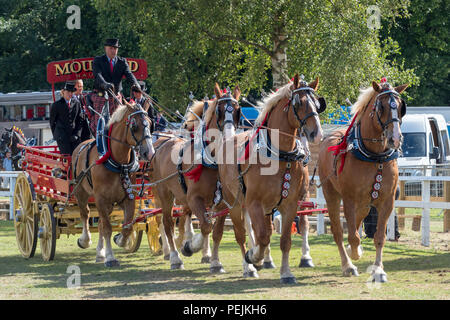 Turriff, Schottland - 06.August 2018: Anzeige der Pferde und Wagen bei den schweren Pferd Wahlbeteiligung bei den Turriff Agricultural Show in Schottland. Stockfoto