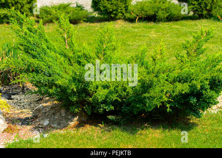 Dekorative Steine am Boden und Grün dekorative Bush, geräumige Gehwege am Ende und grünes Gras. Einen kleinen Garten mit einem Sinn für Design. Stockfoto