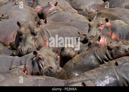 Ein Baby Hippo sicher in einer Masse von Erwachsenen in einer schnell sinkenden Pool in der katuma Fluss liegt. Stockfoto