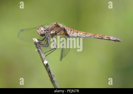 Gemeinsame Darter dragonfly Weiblich (Sympetrum striolatum) auf pflanzlichen Stammzellen thront. Tipperary, Irland Stockfoto