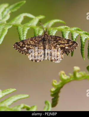 Gemeinsame Heide Motte (Ematurga atomaria männlich) auf Bracken thront. Tipperary, Irland Stockfoto