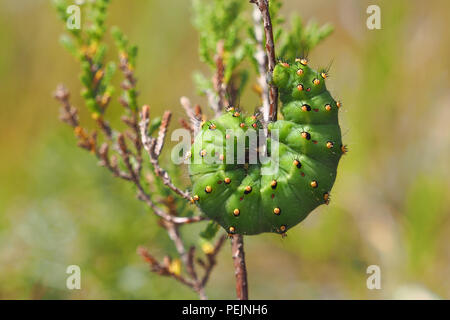 Kaiser Motte Caterpillar (Saturnia pavonia) eingerollt auf Heidekraut. Tipperary, Irland Stockfoto