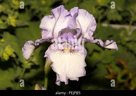 Tall Bearded Iris Earl of Essex Stockfoto