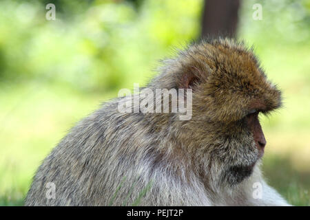 Barbary macaque Affen (APE) an Trentham Monkey Forest Sanctuary Stockfoto