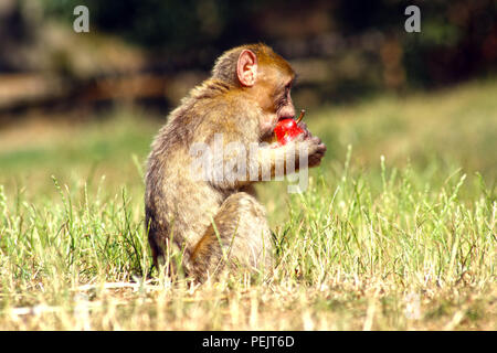 Barbary macaque Affen (APE) an Trentham Monkey Forest Sanctuary Stockfoto
